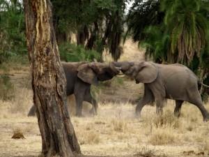 Elefantes. Foto: UDARE. Vida Salvaje africana. Inshala Travel