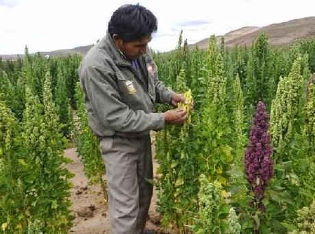 Con las primeras 25.6 hectáreas en Cañete: SE INICIÓ RECONVERSIÓN DEL ALGODÓN POR QUINUA…