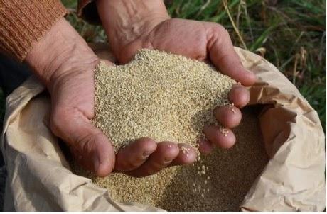 Con las primeras 25.6 hectáreas en Cañete: SE INICIÓ RECONVERSIÓN DEL ALGODÓN POR QUINUA…