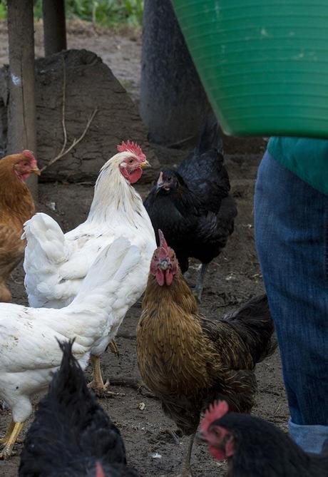 HUEVOS CON TOMATE A LA SARTÉN