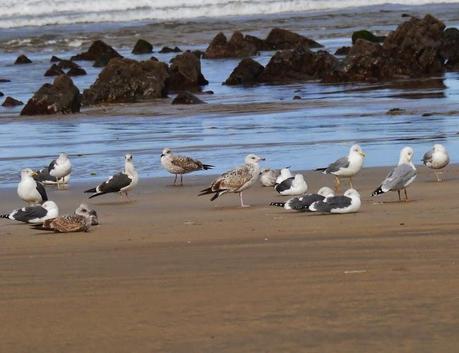 Gaviota cáspica en Bañugues