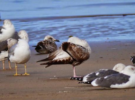 Gaviota cáspica en Bañugues