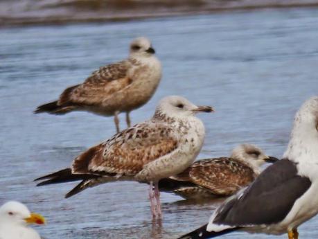 Gaviota cáspica en Bañugues