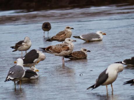 Gaviota cáspica en Bañugues