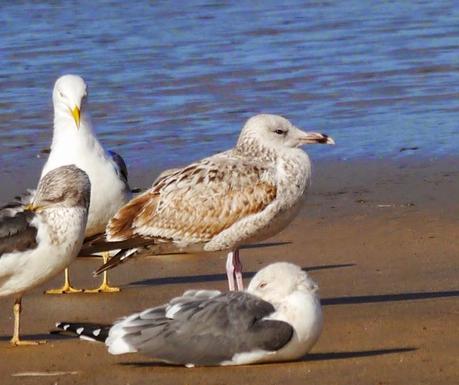 Gaviota cáspica en Bañugues