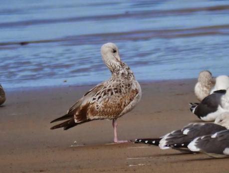 Gaviota cáspica en Bañugues