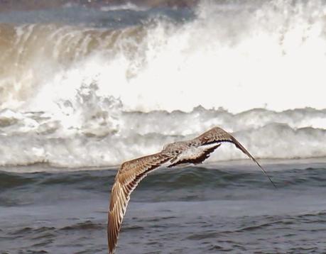 Gaviota cáspica en Bañugues