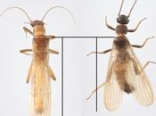 Descubierto Noruega insecto plena transición evolutiva