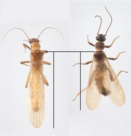 Descubierto en Noruega un insecto en plena transición evolutiva
