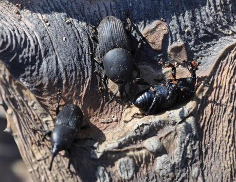 El picudo de las piteras campa a sus anchas en Villena