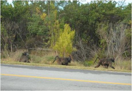 Descubriendo “Hog Hollow” en Plettenberg Bay, Sudáfrica