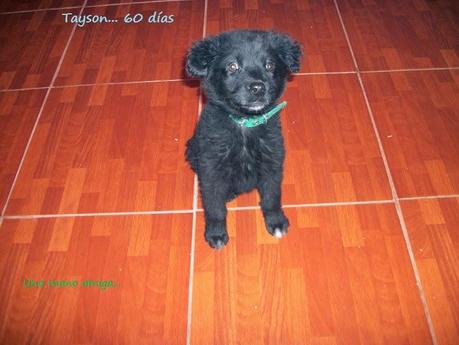 Mi amigo Tayson...