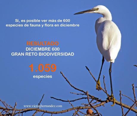 Diciembre 600 Gran Reto: ¡SUPERADO!
