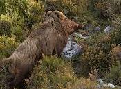 significa soñar jabalíes.