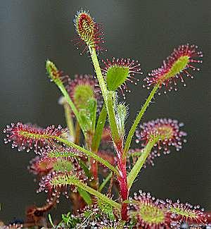 Drosera