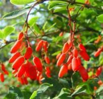 Frutos de Agracejo 2