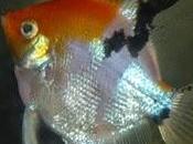 Peces acuario