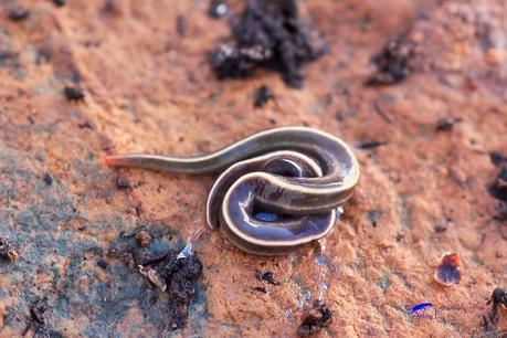 Planaria: Caenoplana coerulea