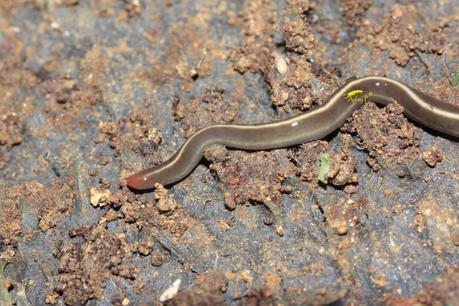 Planaria: Caenoplana coerulea