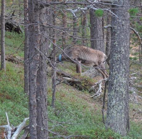 Renos pastando entre los pinos cerca de Toini Sanila