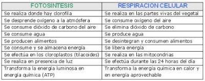 fotosintesis respiracion diferencias