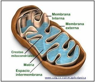 mitocondria celula eucariota oxigeno dioxido de carbono agua energía oxidacion