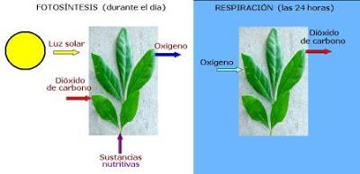 estomas gases oxigeno dioxido de carbono respiracion celular fotosintesis poros