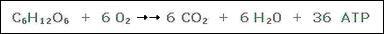 formula quinmica respiracion celular mitocondria