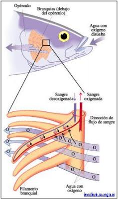 respiratorio sistema oxigeno branquias aire operculo sangre