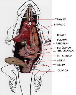 sistema digestivo boca esofago estomago intestino delgado grueso digestion cloaca