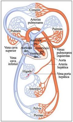 corazon vasos sanguineos sangre arterias venas circulatorio