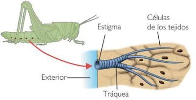 respiratorio sistema oxigeno estigmas aire traquea insecto