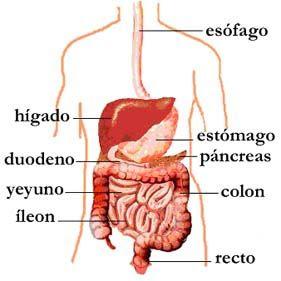 sistema digestivo boca esofago estomago intestino delgado grueso digestion