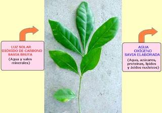 vegetal fotosintesis autotrofo productor xilema floema