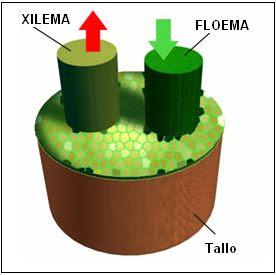 vegetal fotosintesis autotrofo productor xilema floema