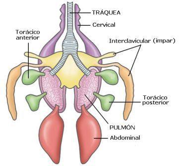 respiratorio sistema oxigeno pulmones bronquios aire traquea 