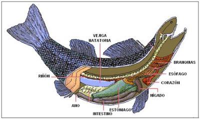 peces vejiga natatoria intestino estomago digestion digestivo