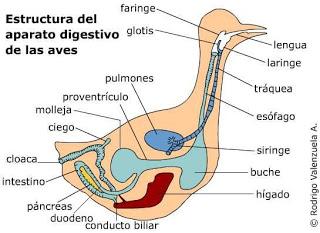 sistema digestivo boca esofago estomago intestino  digestion molleja proventriculo ave cloaca