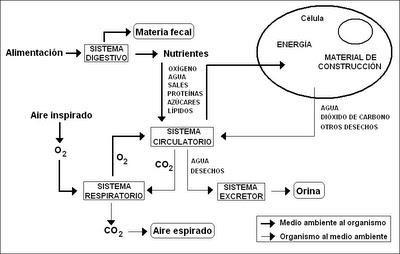 alimentacion digestion respiracion oxigeno excrecion riñones orina materia fecal