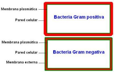 bacteria enfermedad gram positiva gram negativa pared celular 