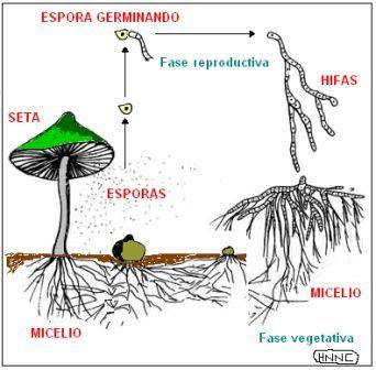 hongo seta espora micelio fungi