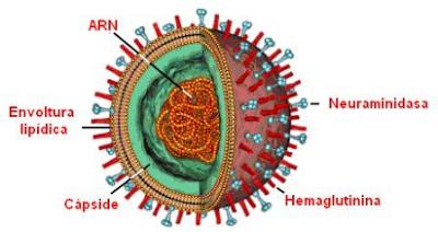 virus ADN ARN