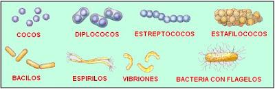 bacteria enfermedad gram positiva gram negativa pared celular vibrios espiroquetas bacilos