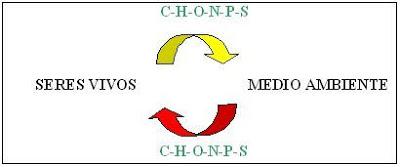 carbono oxígeno nitrógeno azufre fósforo agua ciclos biogeoquímicos biología medio ambiente