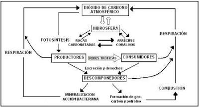 carbono oxígeno nitrógeno azufre fósforo agua ciclos biogeoquímicos biología medio ambiente