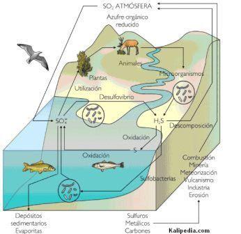 carbono oxígeno nitrógeno azufre fósforo agua ciclos biogeoquímicos biología medio ambiente