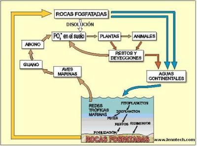 carbono oxígeno nitrógeno azufre fósforo agua ciclos biogeoquímicos biología medio ambiente