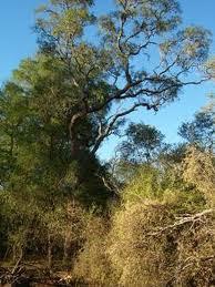 bioma flora fauna bosque llanura argentina biología ecosistema desierto selva patagonia