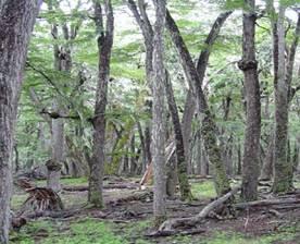 bioma flora fauna bosque llanura argentina biología ecosistema desierto selva patagonia