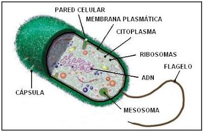 CELULAS PROCARIOTAS